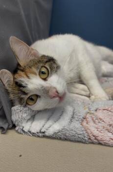 SEPHORA -  Domestic Short Hair Cat for Adoption in Fort Wayne, Indiana - SEPHORA | PetCurious