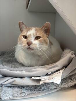 Little Debbie -  Domestic Short Hair Cat for Adoption in Evanston, Illinois - Little Debbie | PetCurious