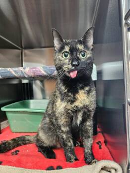 Rescue Domestic Short Hair Cats for Adoption in Riverbank, New Brunswick - Mirabel | PetCurious