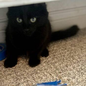 Gouda -  Domestic Medium Hair Cat for Adoption in Fishers, Indiana - Gouda | PetCurious