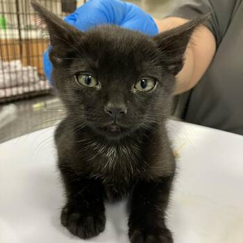 Zorro -  Domestic Short Hair Cat for Adoption in Las Cruces, New Mexico - Zorro | PetCurious