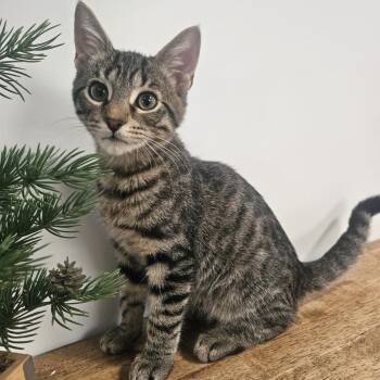 Rescue Domestic Short Hair Cats for Adoption in Brea, California - Street | PetCurious