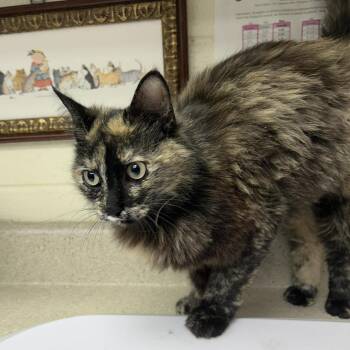 DEBRA -  Domestic Long Hair Cat Available for Adoption in Kyle, Texas - DEBRA | PetCurious