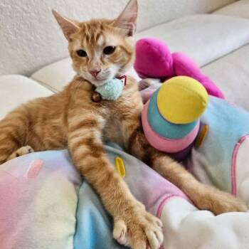 Sundae -  Domestic Short Hair Cat for Adoption in Fort Lauderdale, Florida - Sundae | PetCurious
