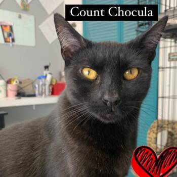 Rescue Bombay and Domestic Short Hair Cats for Adoption in Los Angeles, California - Count Chocula | PetCurious