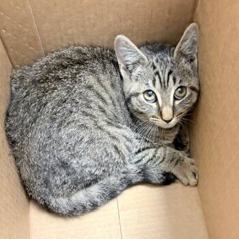Domestic Short Hair Cats Available for Adoption in Philadelphia, Pennsylvania - Swiss | PetCurious