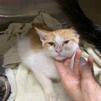 Aries -  Domestic Short Hair Cat for Adoption in Morganton, North Carolina - Aries | PetCurious