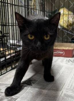 Lily -  Domestic Short Hair Cat for Adoption in Apollo, Pennsylvania - Lily | PetCurious