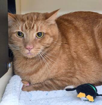 Timmy -  Domestic Short Hair Cat for Adoption in Bloomington, Indiana - Timmy | PetCurious