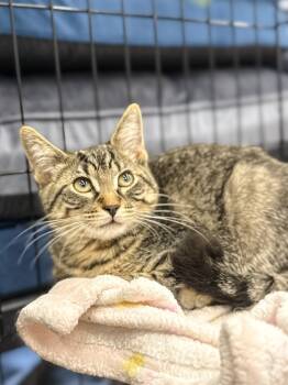 Rescue Domestic Short Hair Cats for Adoption in Calgary, Alberta - Steve McQueen | PetCurious