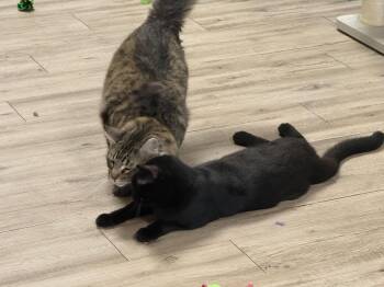 Wispy Puff Bonded To Runner Sol -  Domestic Long Hair and Tabby Cat for Adoption in Chandler, Arizona - Wispy Puff Bonded To Runner Sol | PetCurious