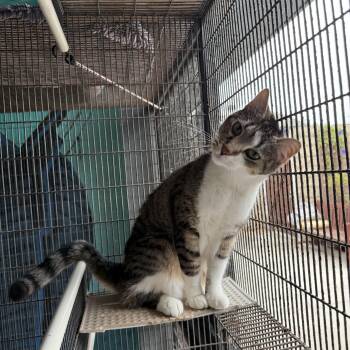 Rescue American Shorthair Cats for Adoption in Newport Beach, California - Neptune | PetCurious