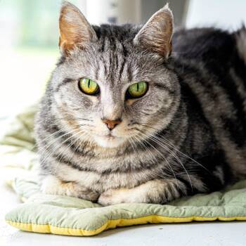Rescue Domestic Short Hair Cats for Adoption - Chin Chin | PetCurious