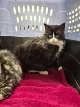 Rescue Domestic Long Hair and Domestic Short Hair Cats for Adoption - GRETA | PetCurious