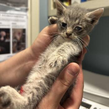 Kibbles -  Domestic Short Hair Cat for Adoption in Chattanooga, Tennessee - Kibbles | PetCurious