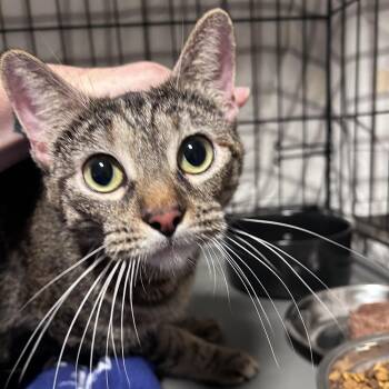 Domestic Short Hair Cats Available for Adoption in Chino Hills, California - Paprika (C000-124) - Costa Mesa Location | PetCurious