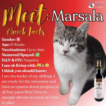 Domestic Short Hair Cats Available for Adoption in Fulton, New York - Marsala | PetCurious