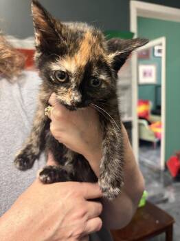 Maraschino -  Domestic Short Hair Cat for Adoption in Virginia Beach, Virginia - Maraschino | PetCurious