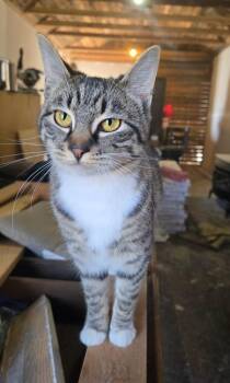 Rescue Domestic Short Hair Cats for Adoption in Union Gap, Washington - Jane | PetCurious