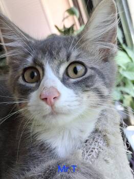 Mr. T -  Domestic Medium Hair Cat for Adoption in Oviedo, Florida - Mr. T | PetCurious