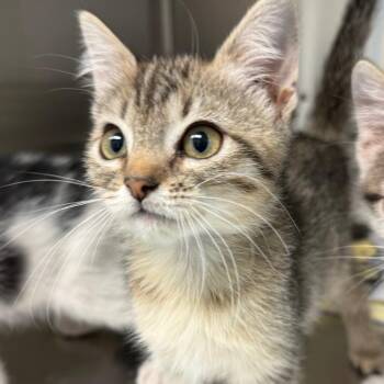 Calypso -  Domestic Short Hair Cat for Adoption in Norman, Oklahoma - Calypso | PetCurious