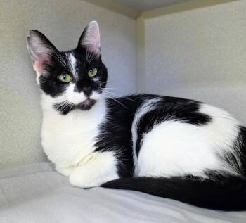Sundae -  Domestic Short Hair Cat for Adoption in Bloomington, Indiana - Sundae | PetCurious