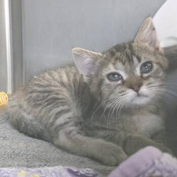Big Red -  Domestic Short Hair Cat for Adoption in Fort Wayne, Indiana - Big Red | PetCurious