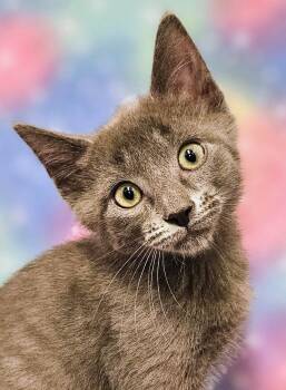 Whisper - Rancho Cucamonga PetSmart -  Domestic Short Hair Cat for Adoption in Yorba Linda, California - Whisper - Rancho Cucamonga PetSmart | PetCurious