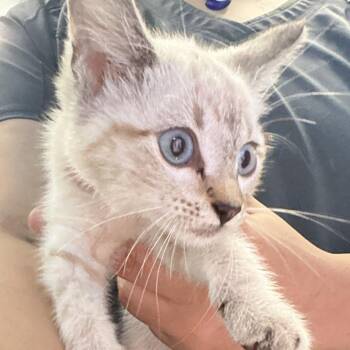 Tia -  Siamese Cat for Adoption in Montgomery, Alabama - Tia | PetCurious