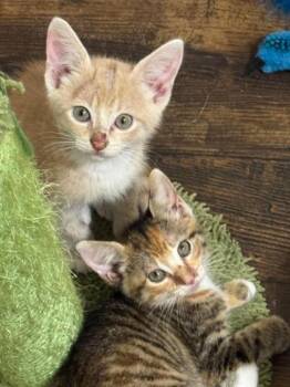 Wilson -  Domestic Short Hair Cat for Adoption in Port Allen, Louisiana - Wilson | PetCurious