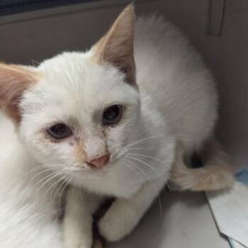 Luck Gandor -  Domestic Short Hair Cat for Adoption in Austin, Texas - Luck Gandor | PetCurious