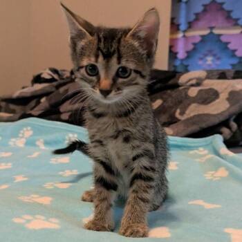 Piranha -  Domestic Short Hair Cat for Adoption in Portland, Texas - Piranha | PetCurious