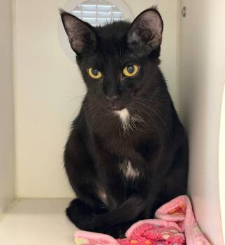 Domestic Short Hair Cats Available for Adoption in Columbia, Illinois - Ebony | PetCurious