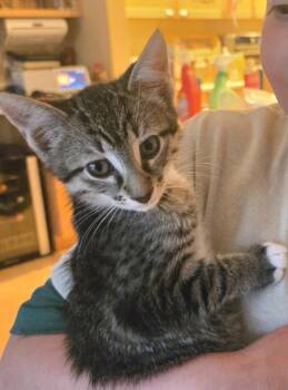 Amp -  Tabby and Domestic Short Hair Cat for Adoption in Lombard, Illinois - Amp | PetCurious
