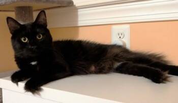 Signet -  Domestic Long Hair and Domestic Short Hair Cat for Adoption in Quakertown, Pennsylvania - Signet | PetCurious
