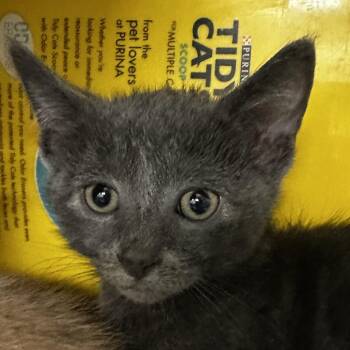Winston -  Domestic Short Hair Cat for Adoption in Manhattan, Kansas - Winston | PetCurious