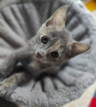 Rescue Dilute Calico Cats for Adoption in Closter, New Jersey - Hazelnut | PetCurious