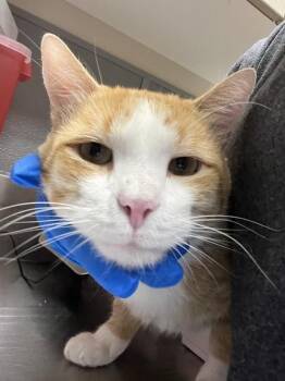 MORDECAI -  Domestic Short Hair Cat for Adoption in Las Vegas, Nevada - MORDECAI | PetCurious
