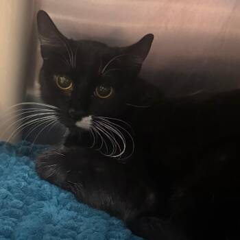 Domestic Short Hair Cats Available for Adoption - Green Goddess | PetCurious