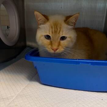 Tommy -  Domestic Short Hair Cat for Adoption in Englewood, Florida - Tommy | PetCurious