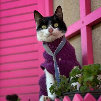 Brandy -  Domestic Short Hair Cat for Adoption in New York, New York - Brandy | PetCurious