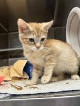 Lil Rosco -  Domestic Short Hair Cat for Adoption in Manitowoc, Wisconsin - Lil Rosco | PetCurious