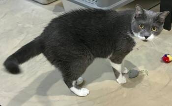 Mouse -  Domestic Short Hair Cat for Adoption in Lincoln, Nebraska - Mouse | PetCurious