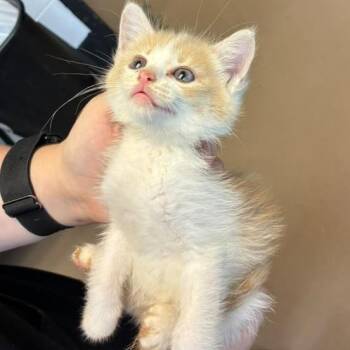 Fizzma -  Domestic Short Hair Cat for Adoption in Gadsden, Alabama - Fizzma | PetCurious