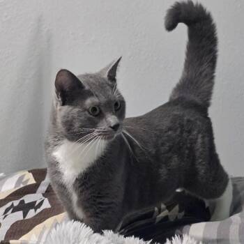 Prince -  Domestic Short Hair Cat for Adoption in Waterloo, Iowa - Prince | PetCurious