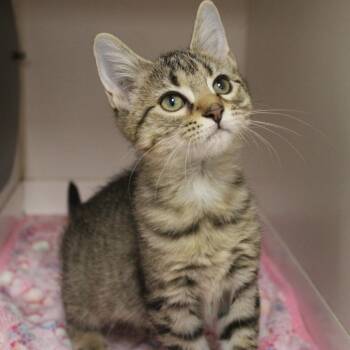 Ducati -  Domestic Short Hair Cat for Adoption in Champaign, Illinois - Ducati | PetCurious