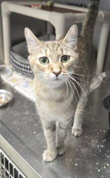 Silva - I am at Petsmart Northborough -  Domestic Short Hair Cat for Adoption in East Brookfield, Massachusetts - Silva - I Am At Petsmart Northborough | PetCurious