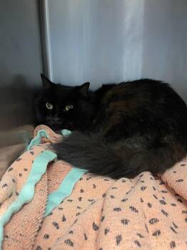 Rescue Domestic Long Hair Cats for Adoption in Santa Cruz, California - MISS KITTY | PetCurious