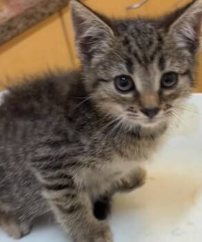 DEAN -  Domestic Short Hair Cat for Adoption in Elizabethton, Tennessee - DEAN | PetCurious