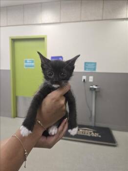 PINK -  Domestic Short Hair Cat for Adoption in Las Vegas, Nevada - PINK | PetCurious